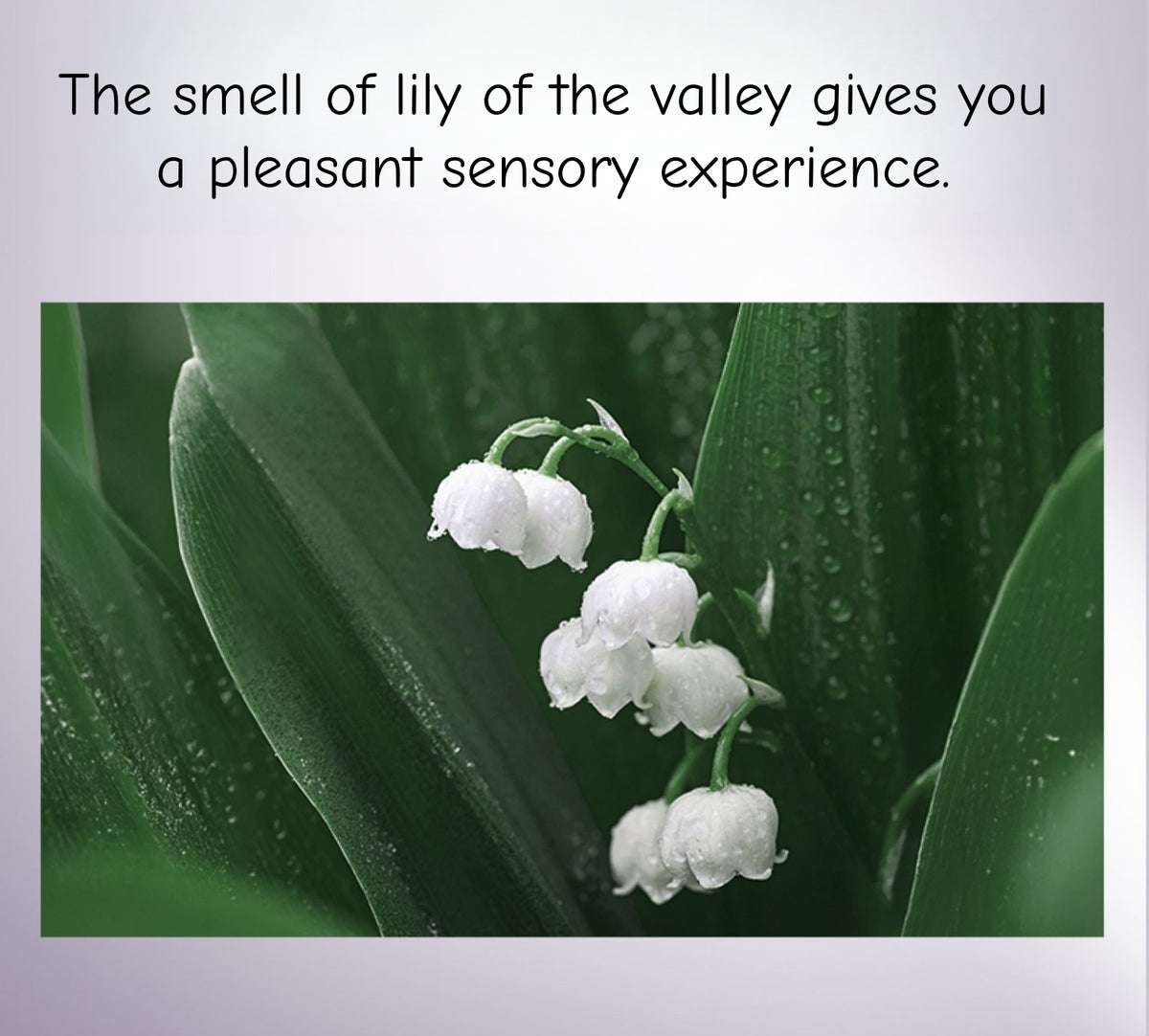 PROYA Luminous Brightening Anti-Spot Serum